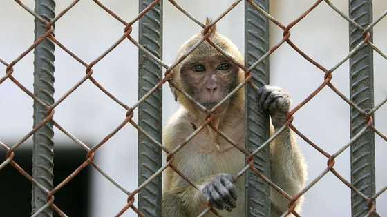 "Stop animal testing": Monkey bound for research lab escapes, Activists celebrate