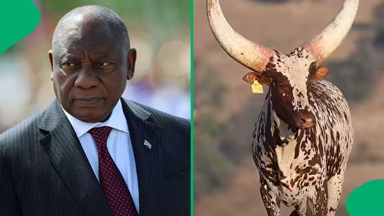 "Being a president is his side hustle": Close look at Queen Arusha, Cyril Ramaphosa's R6.4m cow