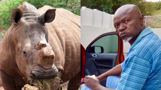Rhino poaching kingpin gunned down while out of prison on R200k bail