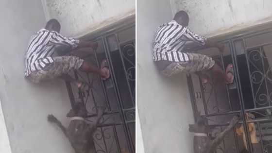 People of Mzansi laugh hard at hilarious video of man turning into Spider Man to escape 2 big dogs