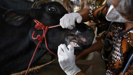 Indonesian farmers pay price of foot and mouth outbreak before Eid sacrifice