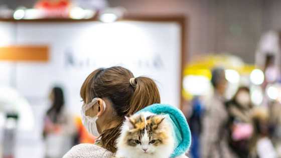 Hurt felines: Japanese app aims to detect cat pain