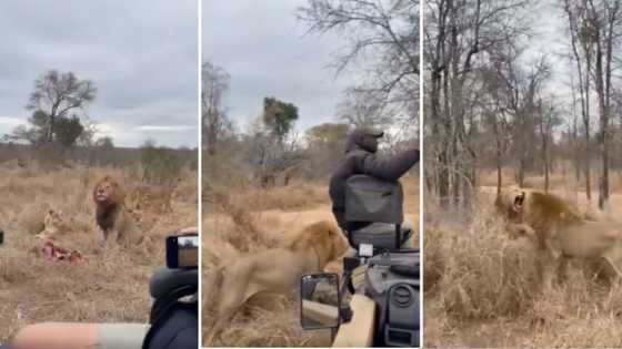 Tourists share video of lions fighting inches from their vehicle, "Needed to change my pants"