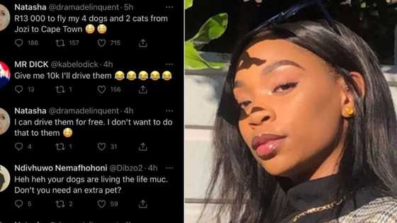 “Hoof hoof”: Man wants to be woman's pet as flight ticket for dogs costs R13 000