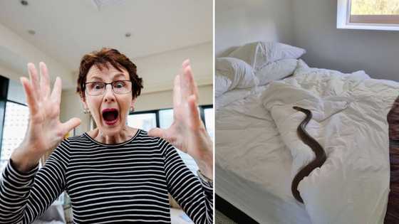 Australian Woman finds Eastern Brown snake, one of the world's most venomous, in her bed