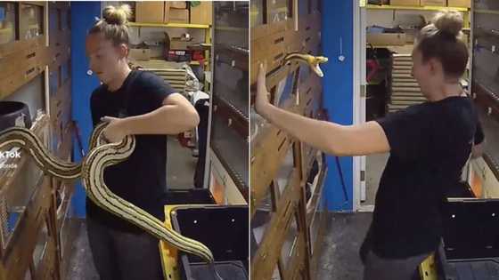 Woman flips off snake for trying to bite her, funny TikTok goes viral with 87M views