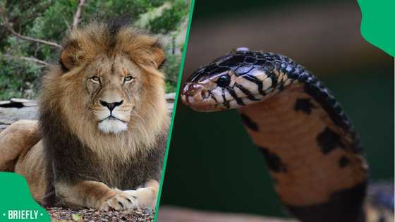 “Mufasa vs forest cobra”: Lion attacking snake doesn’t end well in scary encounter