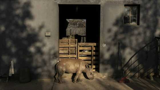 Rhino orphans get new South African home  