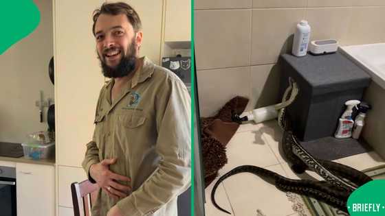 2 Male carpet pythons fight over female and fall through ceiling into bathroom in viral video