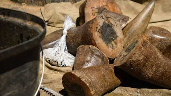Smugglers hide rhino horn in boxes of chocolate bars, caught at OR Tambo en route to China