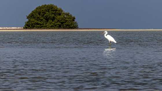 Twin crises: experts say nature and climate can't be siloed
