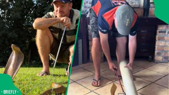 A massive African rock python sighting in Thabazimbi captivated Mzansi