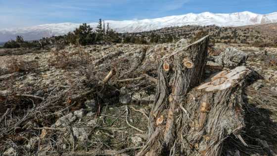 Lebanese villagers try to stem illegal logging scourge