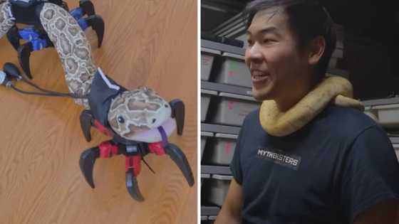 Creative tech YouTuber builds robotic legs for a snake, has people feeling happy for his slithery companion