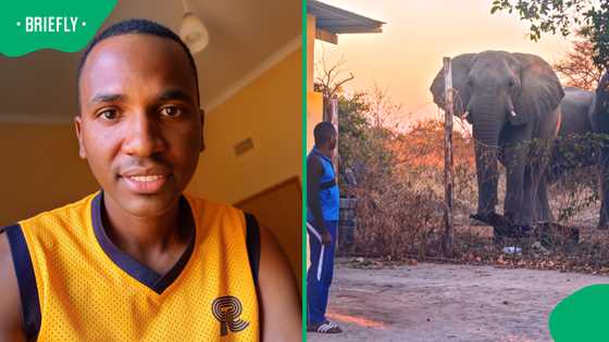 Man casually watches wild elephants outside his home, Mzansi reacts to viral video