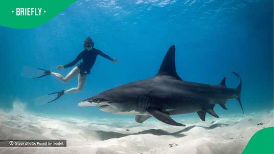 Fisherman's arm in shark's mouth in video, SA amazed as 2 men help to wrestle predator
