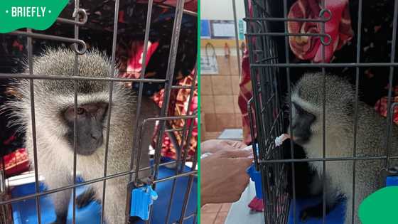 "What is wrong with people?": Crowd turns violent during SPCA monkey rescue in Sebokeng