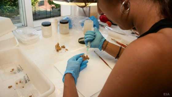 Oldest European human fossil possibly found in Spain