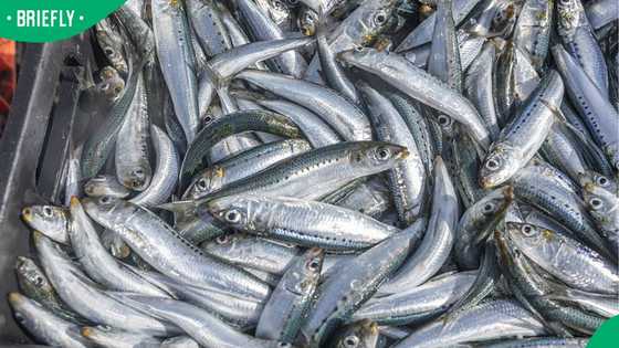 “Something fishy going on”: Mzansi reacts to herpes virus found in SA sardines