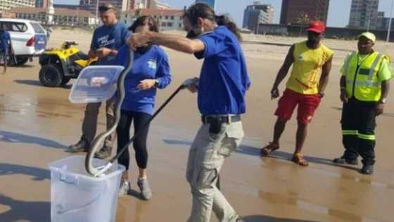Video shows massive black mamba taking a swim at Durban beach