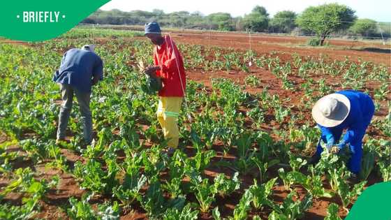 Strengthening local food systems through urban farming and food