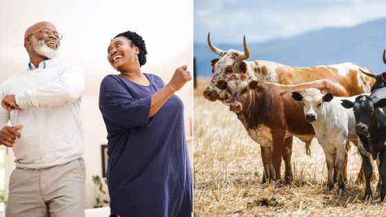 Dad elated when daughter's lobola is paid with real cows, video of his reaction has SA applauding future son-in-law