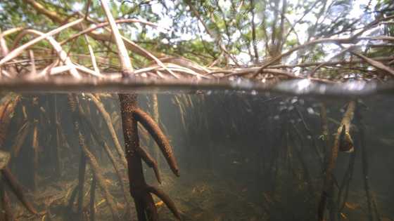 World's largest bacteria discovered in Guadeloupe