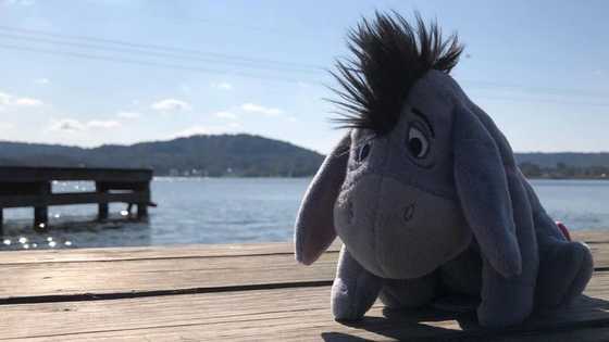 50+ Eeyore quotes and sayings that will cheer you up instantly