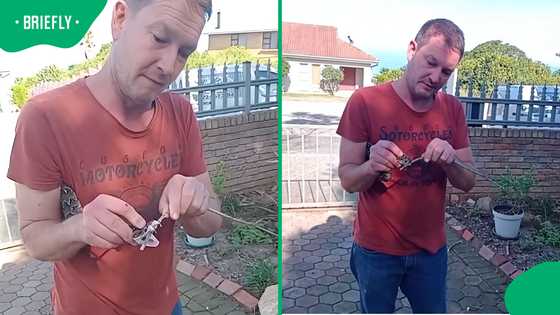 SA shaken after snake catcher shows what came out of puff adder’s fangs during rescue