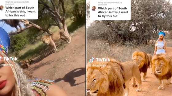 Beautiful Johannesburg woman walks with lions in traditional attire at Ukuthula Lodge And goes TikTok viral