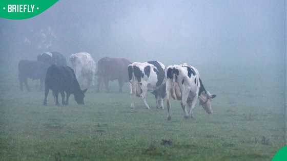 “My mom puts hers in a garage”: Mzansi reacts as SA farmer loses cows to cold front