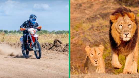 Man casually rides past lions on motorbike in a video, leaving netizens stunned