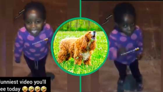 Little girl's performance shut down by dog, TikTok video of kid running for her life has Mzansi in tears
