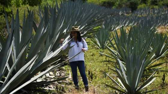 Craft distillers fear mezcal will become victim of own success