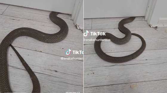 Video of snake squeezing in underneath door goes TikTok viral, video of how easily large serpents enter houses scare people