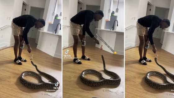 Video of man feeding his pet snake raw drumstick terrifies people and goes TikTok Viral with 4.5mil views