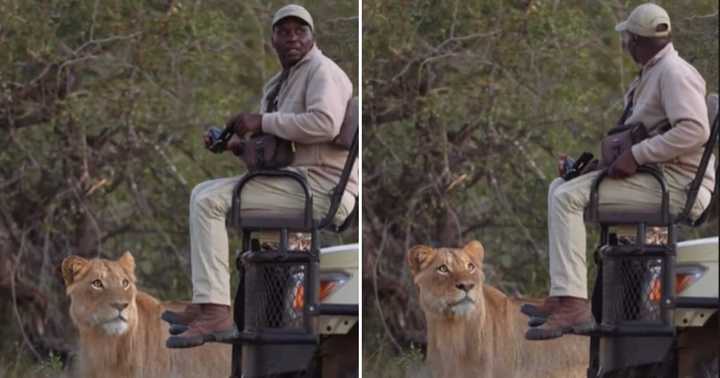Video of Safari Ranger Coming Face to Face With a Lion Ends the People ...