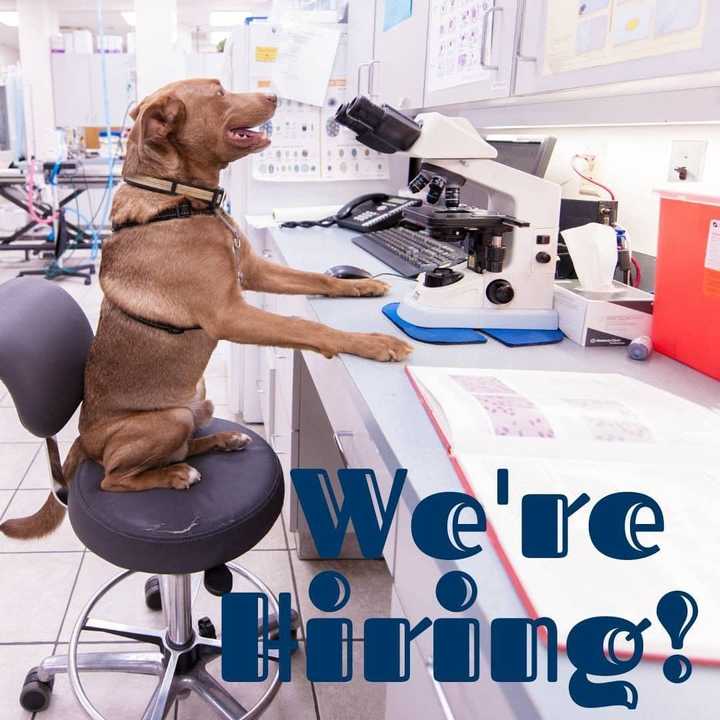 What is the average veterinary tech salary in the USA in 2022