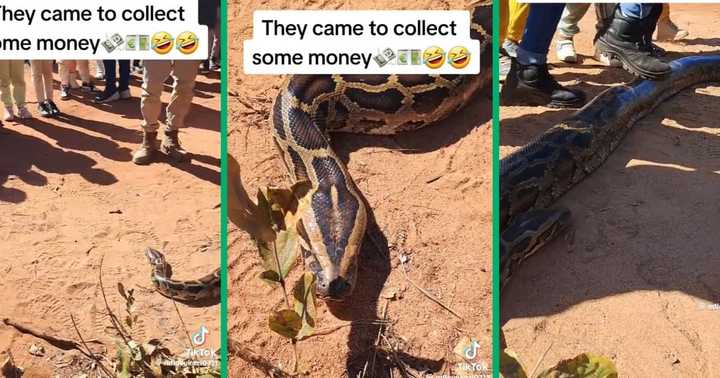 Curious SA People Surrounds Massive Python Slithering Around, Video ...