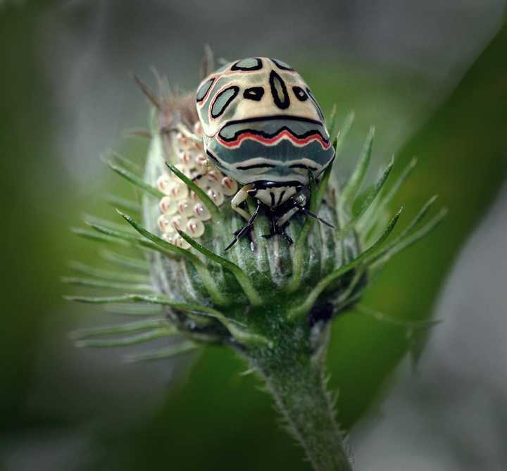 Top 10 most rare insects in the world (2024): Are they poisonous ...