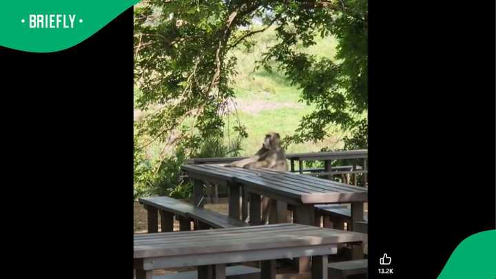 “Better Behaved”: Baboon Has SA Falling in Love With His Table Manners ...