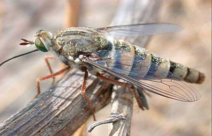 Top 10 most rare insects in the world (2024): Are they poisonous ...