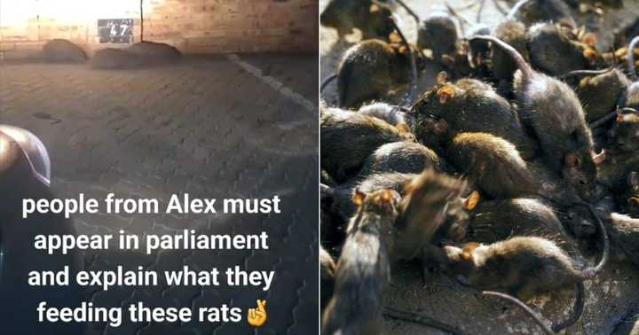 TikTok Video of 5 Rats in Alexandra Township Has Mzansi Convinced They ...