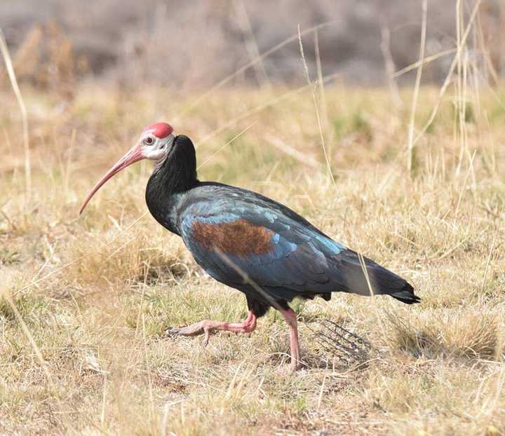 Top 20 extinct and endangered animals in South Africa with images ...