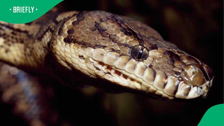 6 Metre Python Massive 6-Metre Python Spotted Slithering Through Matopos Farm Leaves ...