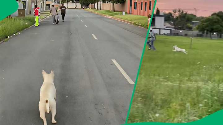Dog Unexpectedly Chasing People Leaves Bystanders in Fits of Laughter ...
