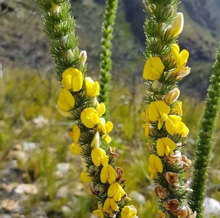 List Of Indigenous Medicinal Plants Of South Africa Briefly co za List Of Indigenous Medicinal Plants Of South Africa Briefly co za