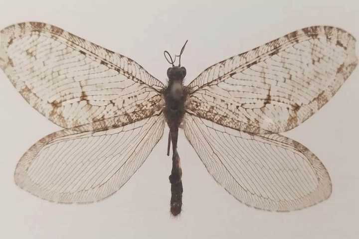 Top 10 most rare insects in the world (2024): Are they poisonous ...