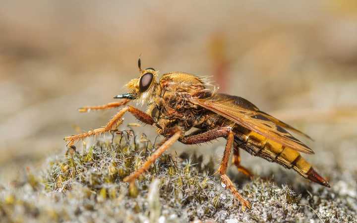 Top 10 most rare insects in the world (2024): Are they poisonous ...