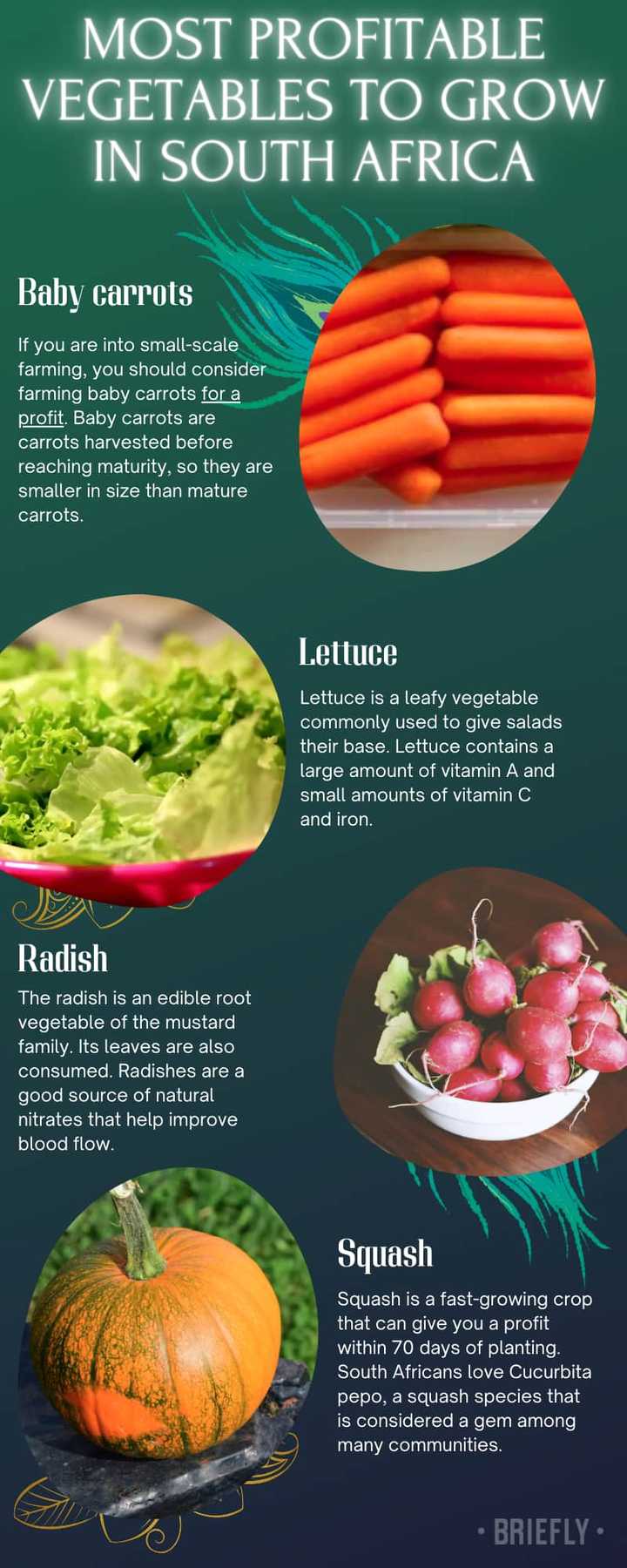 List of most profitable vegetables to grow in South Africa (2024